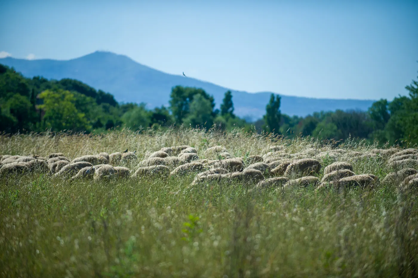 Paesaggio della Caffarella con gregge e colline sullo sfondo