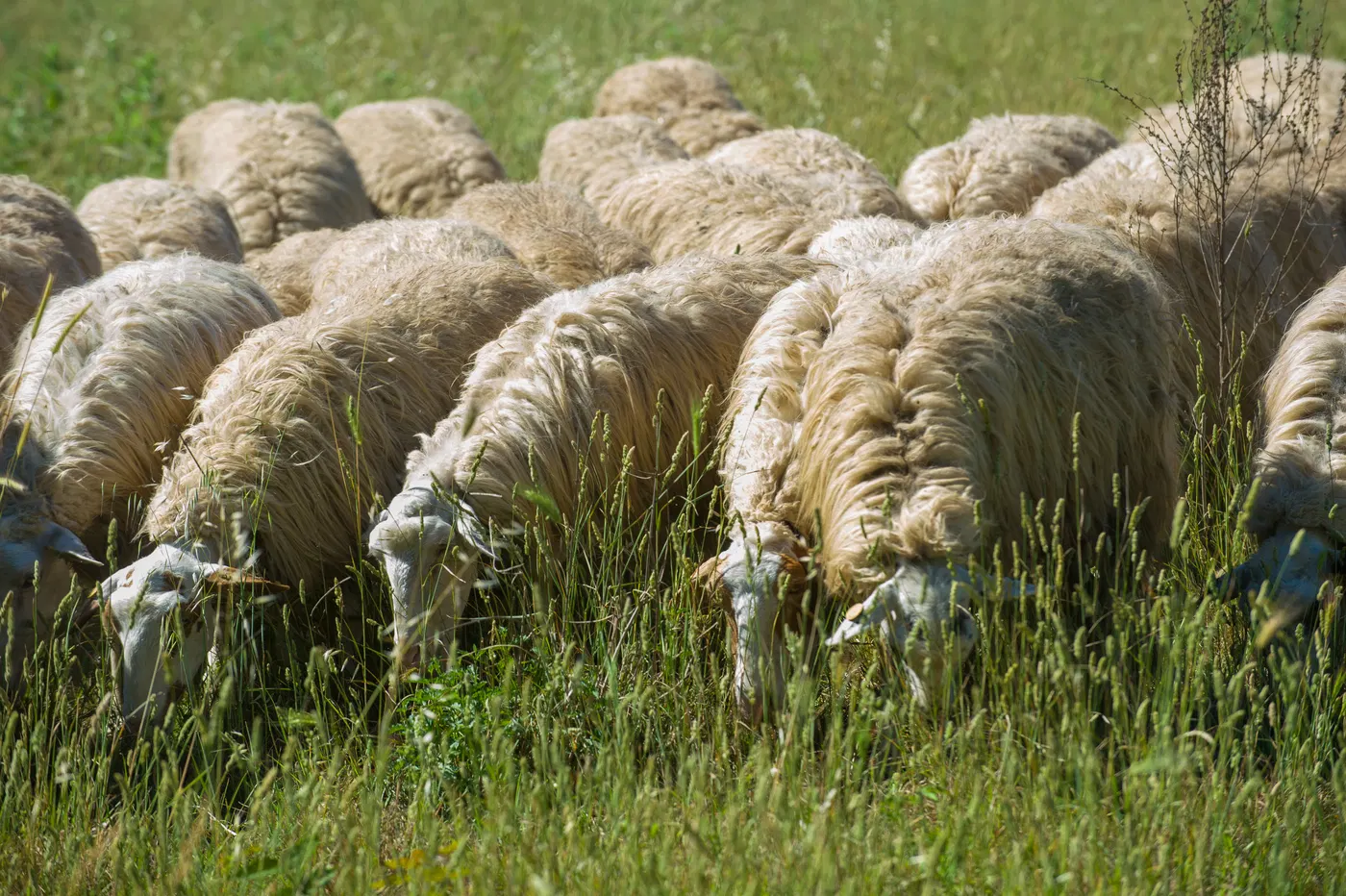 Gregge al pascolo nella campagna della Caffarella