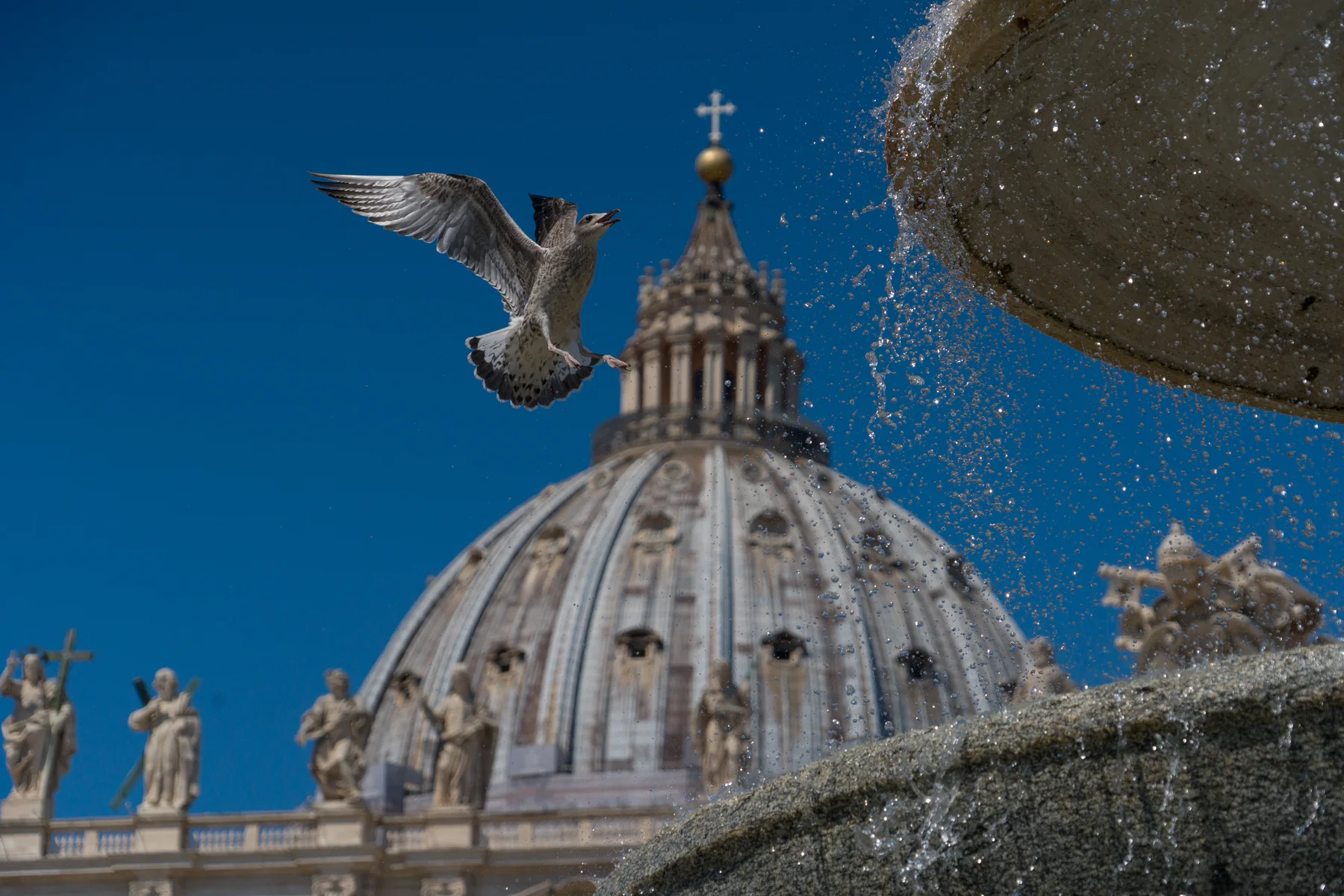 Gabbiano e gocce d'acqua davanti alla Cupola di San Pietro